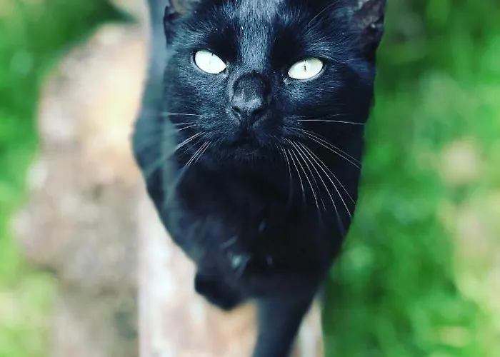 Family Skylight * Laitila