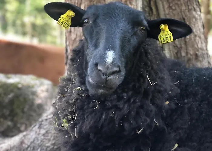 豪华帐篷 Family Skylight Laitila