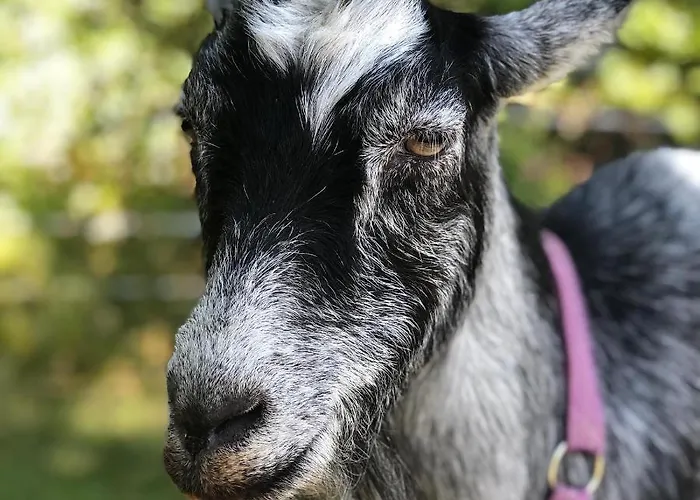 Family Skylight 豪华帐篷 *