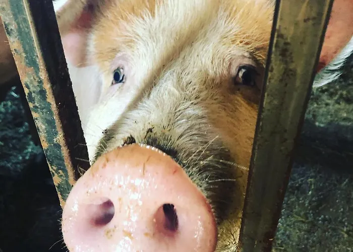 豪华帐篷 Family Skylight