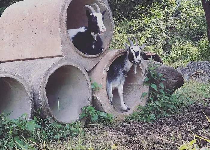 豪华帐篷 Family Skylight *