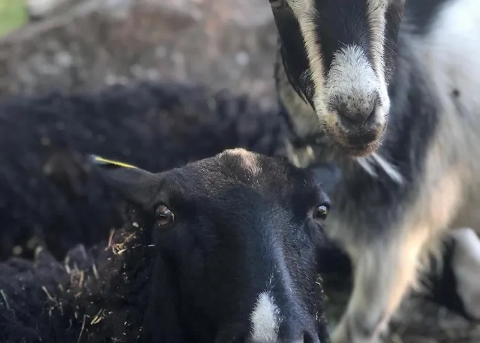豪华帐篷 Family Skylight